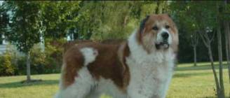 top 10 strongest dogs