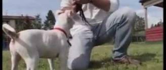 εκπαιδευση κουταβιου (μερος 1).avi