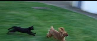 Cats vs Dogs FUNNY