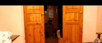 Cat Scared of Mario jump (Кот Марио)