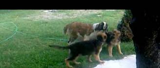 γερμανικος ποιμενικος vs αγιου βερναρδου