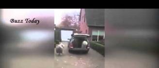 How many 'Dulux dogs' can you fit in a car?