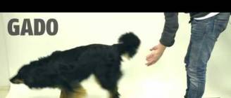 Taikuutta koirille - Magic for dogs