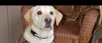 How to Make a Custom Dog Vest (in HD)