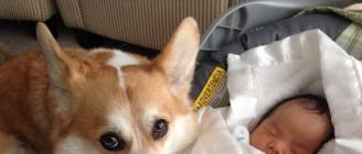 Funny Dogs Protecting Babies Compilation 2014 [NEW HD]