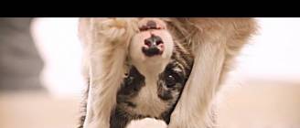 Border collie Zoe & AMAZING dog tricks!