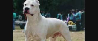Top 10 Guard Dogs