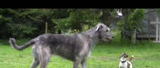 Jack Russell Terrier and Irish Wolfhound playing