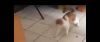 Fearless rat chases down cat