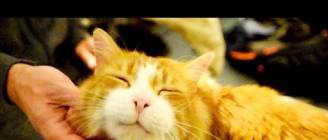 The Cutest Purr in the World