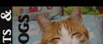 ★ Cats & Dogs - America's Funniest Home Videos part 539