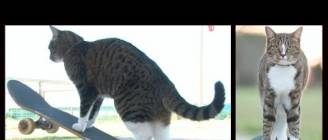 CAT Super Skateboarding Adventure! Go Didga! (ORIGINAL)