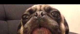 The Best Dog Vines of 2013