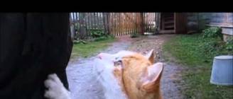 Кошки!  "Улыбнись - 5". ТВ