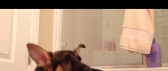 German Shepherd dog sings with his owner