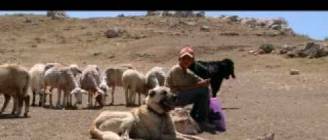 Anatolian Kangal - Hard Guardian! Photo-art representation.