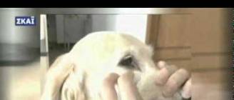 Καθαρισμός ματιών του σκύλου