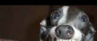 Dogs making funny faces - Funny and cute dog compilation
