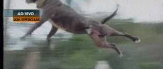 Big jump Pit Bull