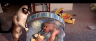 Baby laughs while cat plays with his toys
