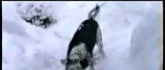 Dog Having a Blast in the Snow - Video.flv