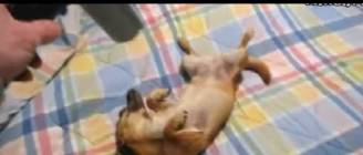 Animals Like Hair Dryers Compilation