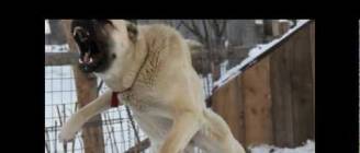 KANGAL  FATHERLAND TURKEY