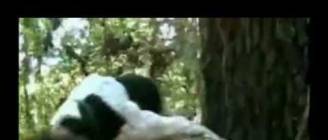 Awesome Dogs - Compilation of the best Youtube Dog videos