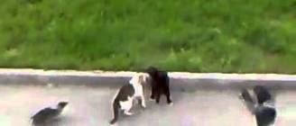 Epic Cat Fight (cat's horror)