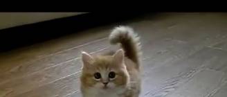 TOP 10 BEST CAT VIDEOS OF ALL TIME!