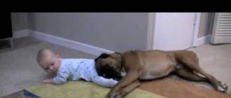 Linus the Boxer loves his baby
