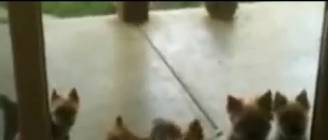 Cat opens door for puppies