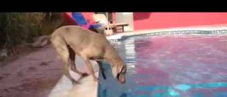 Dog Maya Weimaraner Hund, kann die Frisbee auch ohne ins Wasser zuspringen, aus dem Pool holen