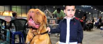 Dogos de Burdeos Do Salnés 2