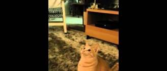 Spastic cat loses mind watching twirling toy [ORIGINAL]