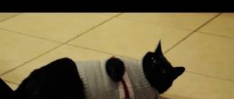 Christmas Cats: Compilation