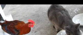 Rooster and cat #1`