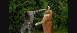 Animals Do The Funniest Things