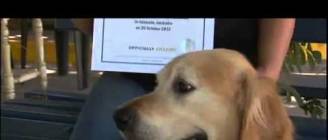 Loudest Dog Bark In The World - Guinness World Record