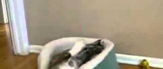 Bulldog Can't Get Comfortable