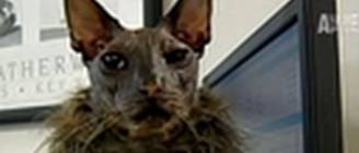 WTF- World's Ugliest Cat