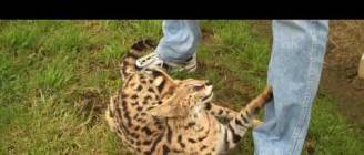 Serval cat - a tame wildcat who acted like a domestic cat