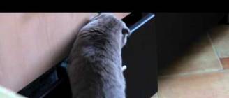 Gotcha! (Попался!)