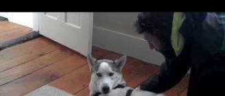 Blaze Loves His Kennel (Husky Says No to Kennel - Funny - with annotations)