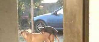sex dog