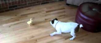 Duck vs. Pup