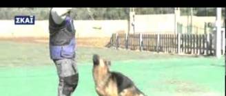 Γερμανικός ποιμενικός German Shephered στο Παρατρίχα