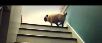 Magic Pug - The Stairs Are Lava