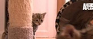 Kittens Hone Hunting Skills | Too Cute