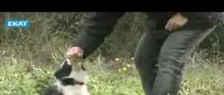 ΕΚΠΑΙΔΕΥΣΗ ΣΚΥΛΟΥ - ΣΥΜΒΟΥΛΕΣ